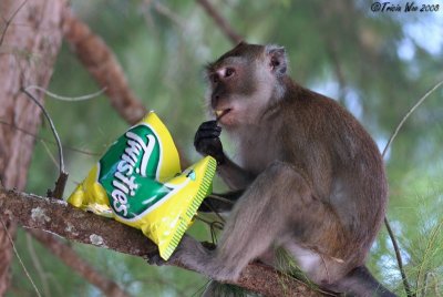 Bag of Twisties, Langkawi