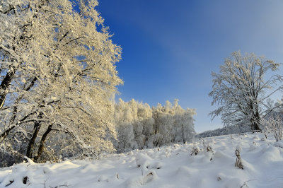 Winter Karpathians - 2011.