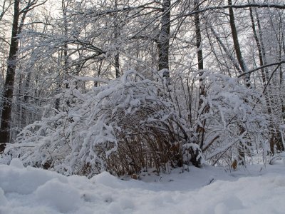 winter2008_1.jpg