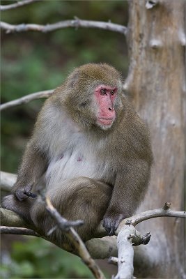 Macaque.