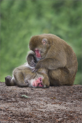 Macaques.jpg