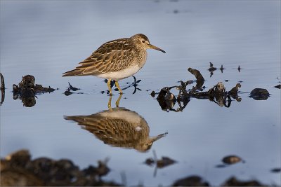 Pectoral Sandpiper/Bcasseau  poitrine cendre, juvnile