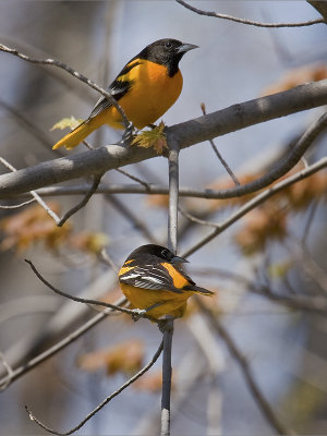 Orioles, Parc Plaisance
