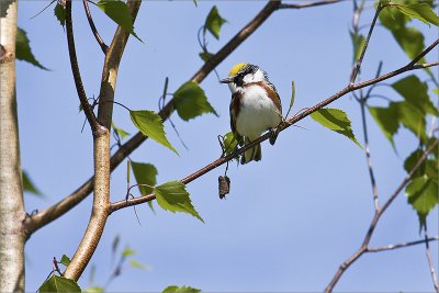 Paruline à flanc marron.jpg