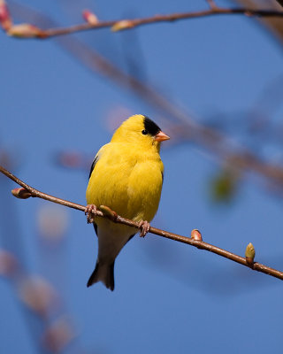 Chardonneret/American goldfinch