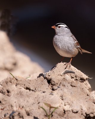 Bruant à couronne blanche/White crowned sparrow