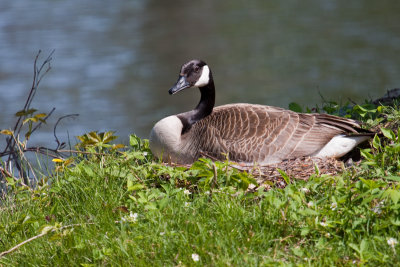 Bernache au nid/Canada goose nesting