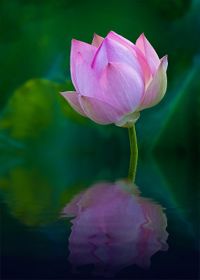 Lotus Jardin Botanique Montral