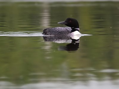 Huard/Loony, Horth Hatley