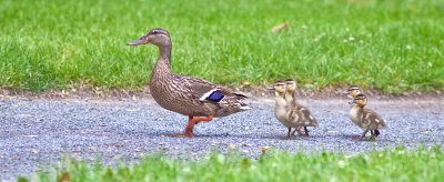 Colvert, JB de Montreal