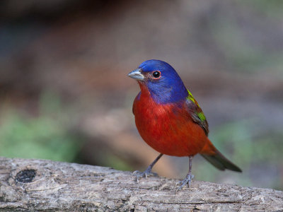Passerin nonpareil/Painted Bunting