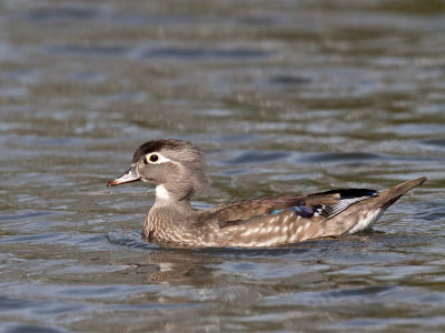 Canard branchu femelle/Wood Duck female