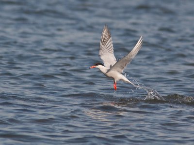 Sterne pierregarin/Common Tern