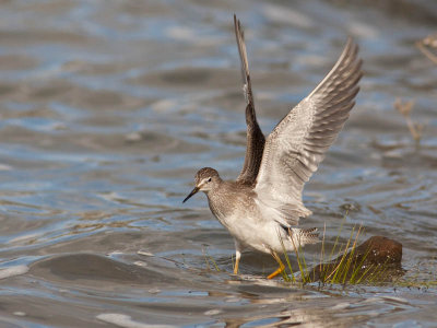 Petit chevalier/Lesser Yellowlegs