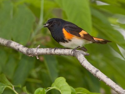 Paruline flamboyante/American Redstart