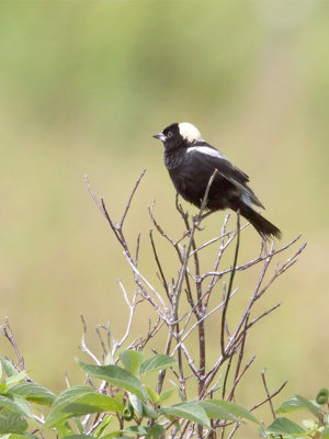 Goglu/Bobolink