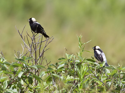 Goglus/Bobolinks