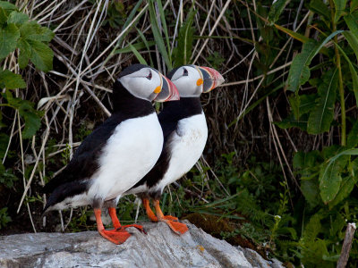 Macareux/Atlantic Puffin