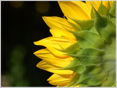 Sunflower/Tournesol.jpg