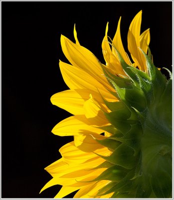 Sunflower/Tournesol