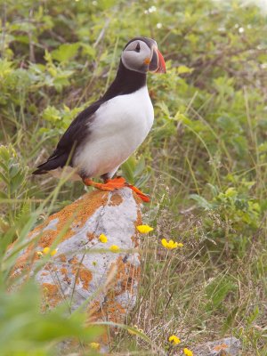 Atlantic Puffin/Macareux