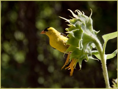 American Goldfinch/Chardonneret jaune