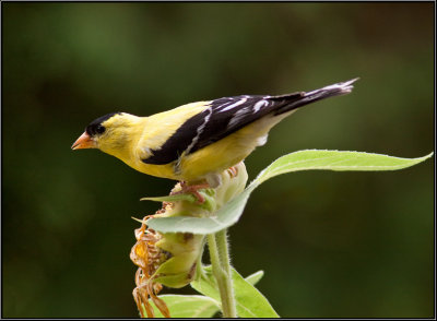 Chardonneret /American Goldfinch