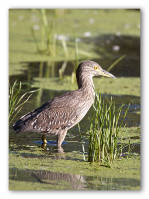 Black Crowned Night Heron, immature/Bihoreau, juvnile