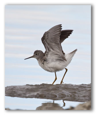 Lesser Yellowlegs/Petit chevalier