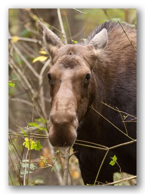 Moose, female/Orignal, femelle