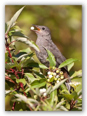 Gray Catbird/Moqueur chat