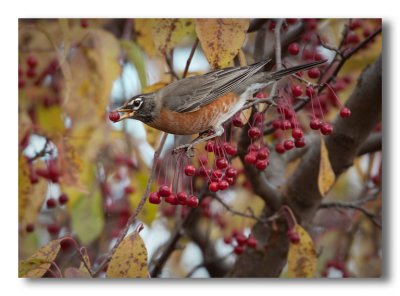 American Robin/Merle d'Amrique