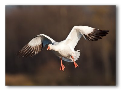 Snow Goose/Oie blanche