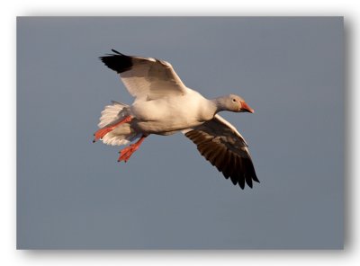 Snow Goose/Oie blanche