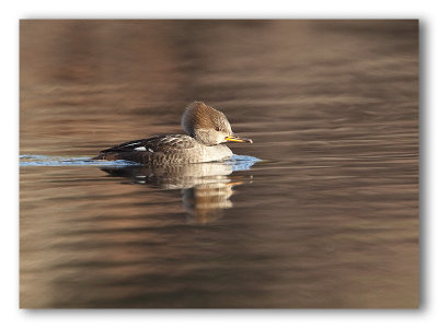 Hooded Merganser/Harle couronn femelle