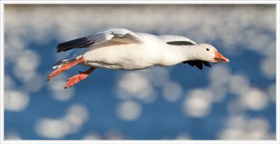 Snow Goose/Oie des neiges