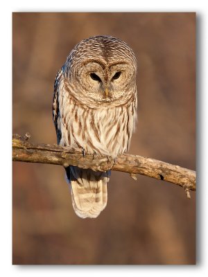 Barred Owl/Chouette raye