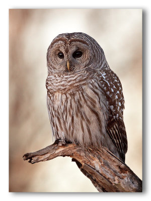 Barred Owl/Chouette raye