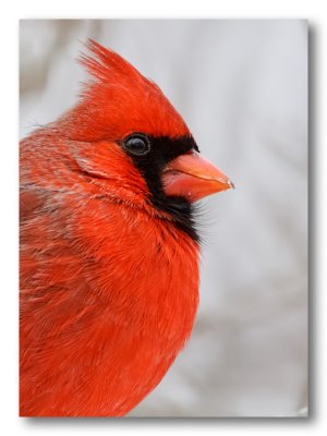 Northern Cardinal/Cardinal rouge