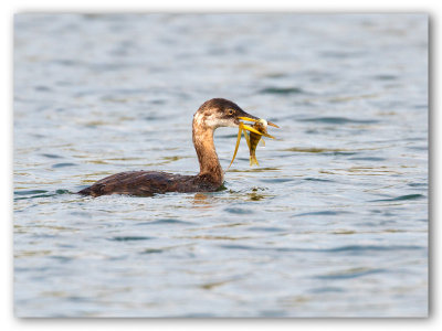 Red-Necked Grebe/Grèbe jougris2/2