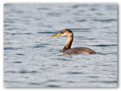Red-Necked Grebe/Grèbe jougris 1/2