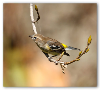Yellow Rumped Warbler/Paruline à croupion jaune