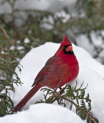 Monsieur cardinal