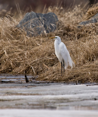 Aigrette