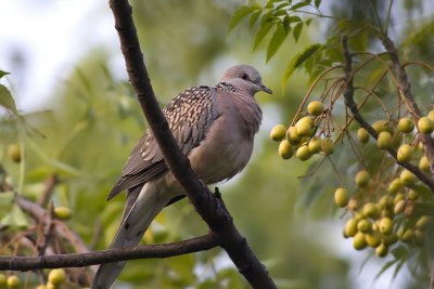 Spotted dove (Streptopelia chinensis)