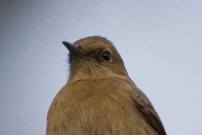 Brown rock chat (Cercomela fusca)