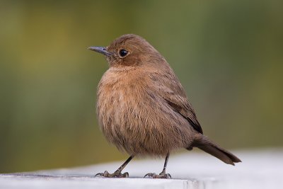 Brown rock chat