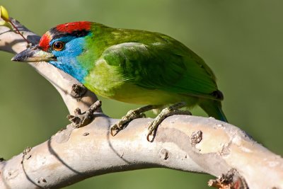 Blue-throated barbet