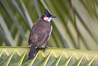 Red-whiskered bulbul (Pycnonotus jocosus)