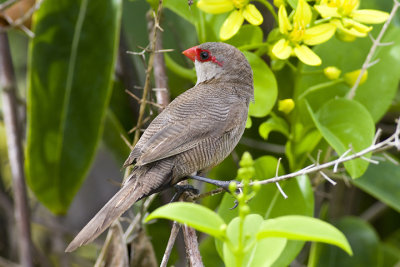 Common waxbill (Estrilda astrild)